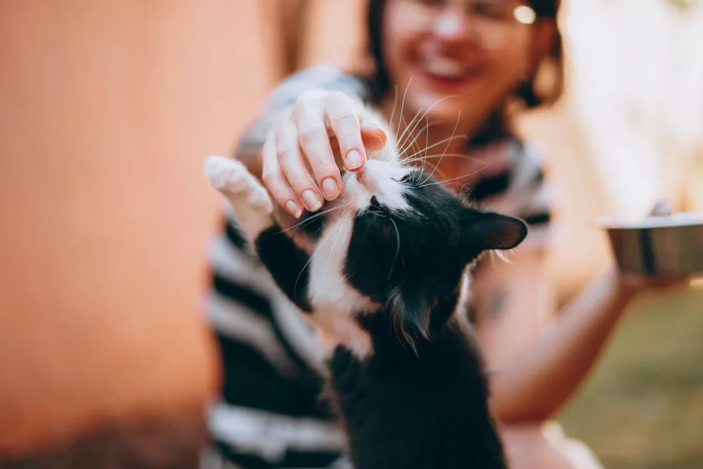 Feeding Your Cat Properly at Different Life Stages
