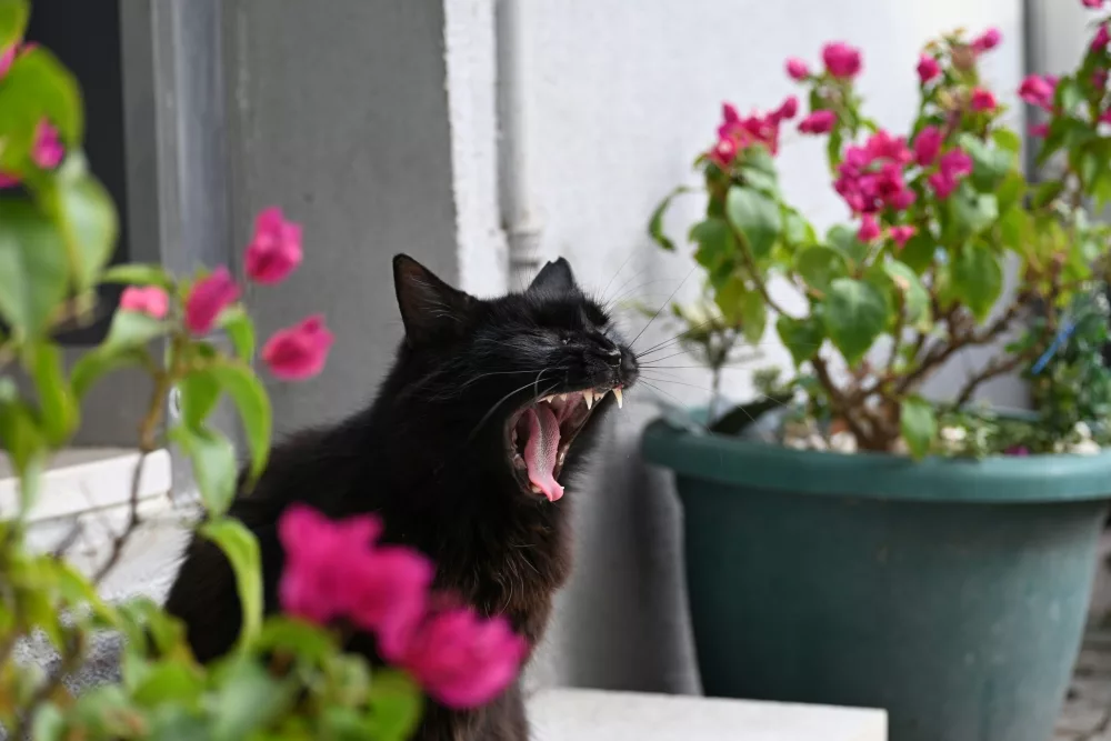 Taking Care of Your Pet’s Teeth for Long-Term Health