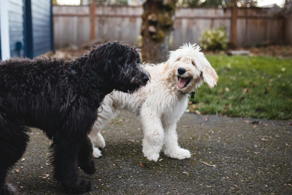 Helping Your Dog Socialize Comfortably With People and Other Pets