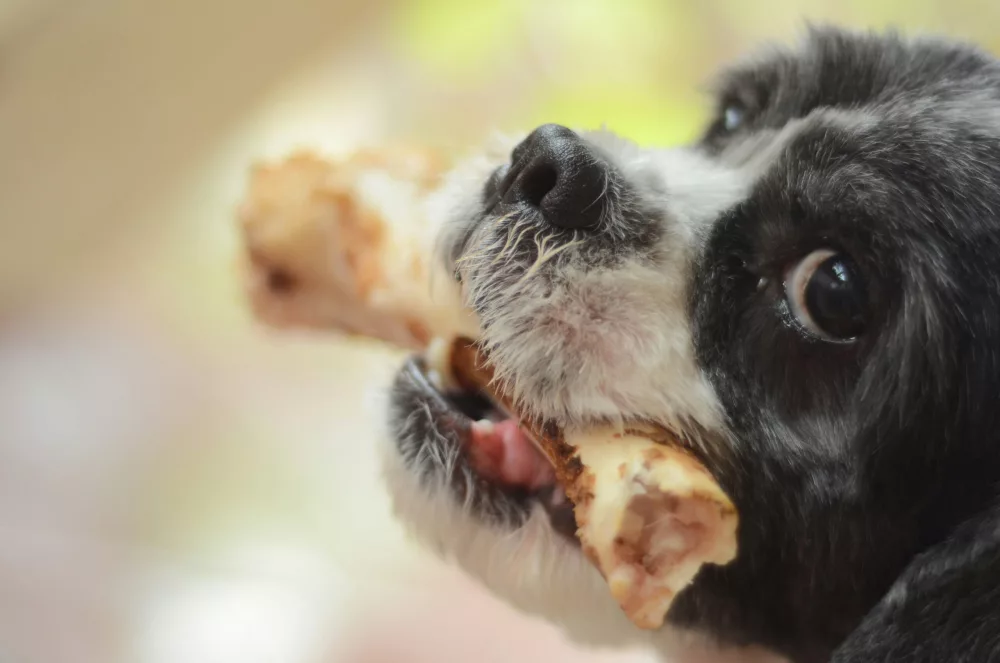 Foods That Are Dangerous for Pets and Should Always Be Avoided