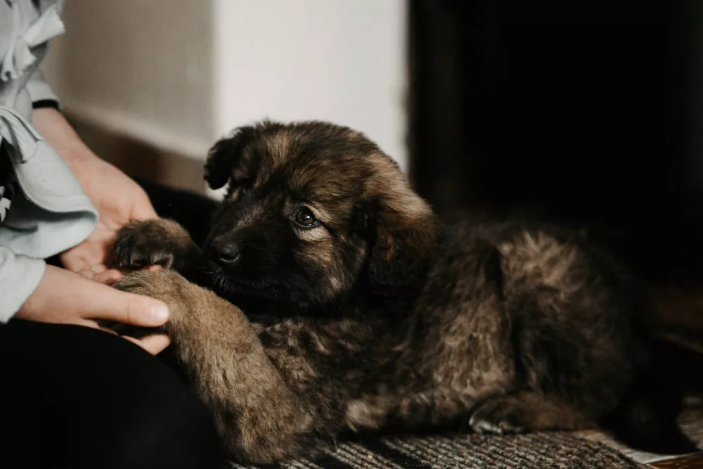 Understanding Why Dogs Bark and How to Manage the Behavior