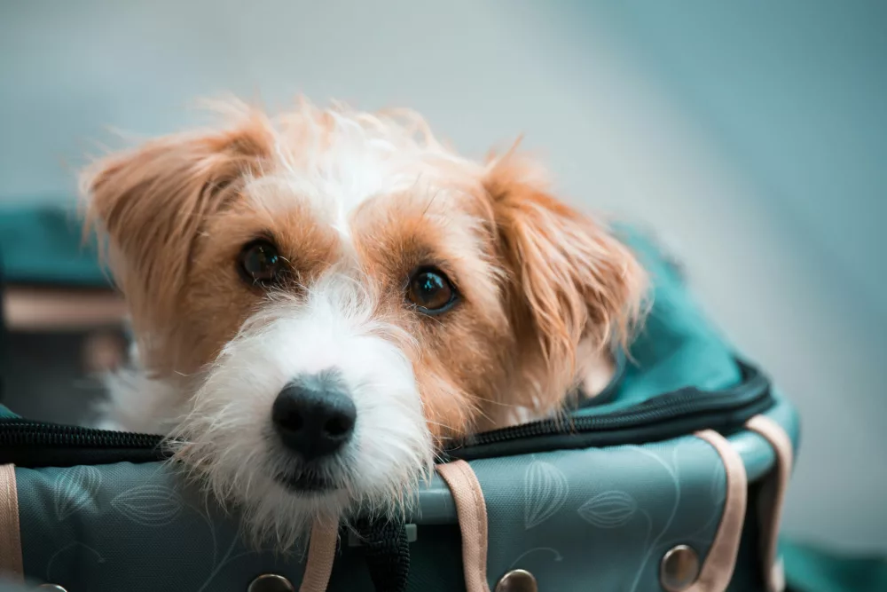 Traveling With Your Dog Without Causing Stress or Discomfort