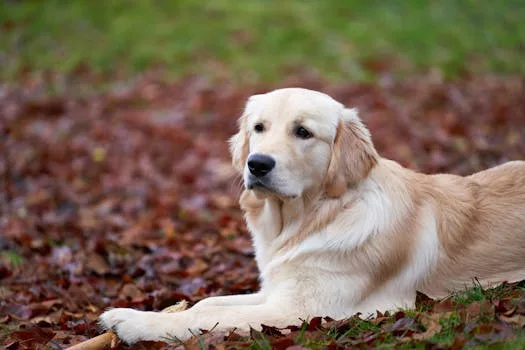 Decoding the Nutrient Blueprint: Dog Academy’s Golden Retriever Food Guide