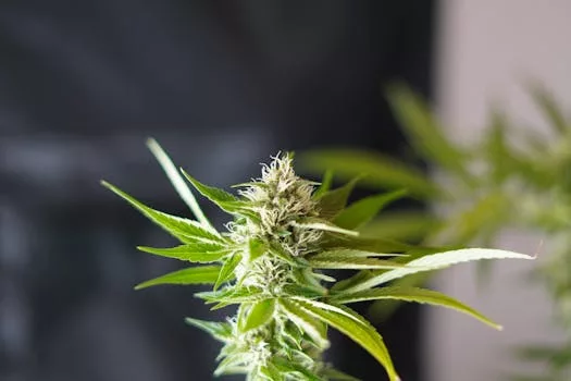 Decoding Los Angeles: Beyond the Hype of Weed Shops in LA