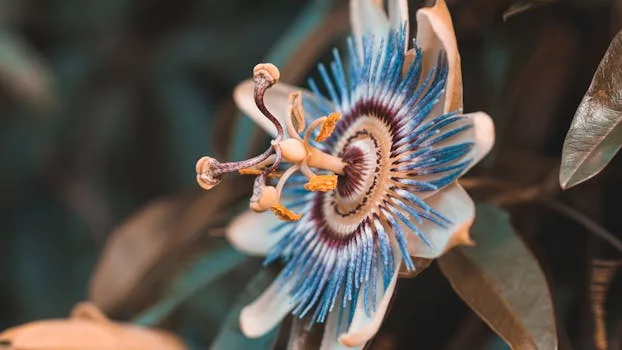 Beyond the Bloom: What Really Happens When You Explore THCA Flower?